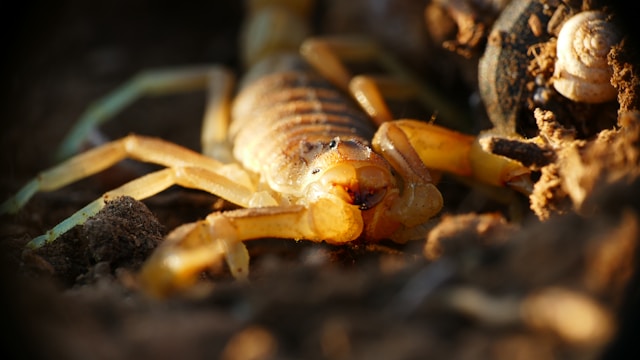 Escorpiao em close-up