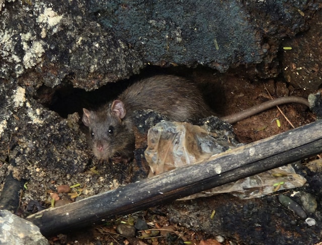 Rato em ambiente urbano para serviço de desratização